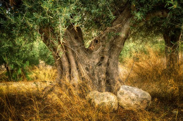 Antike Olivenbäume Mallorca - von Olivenplantage-Mallorca.com