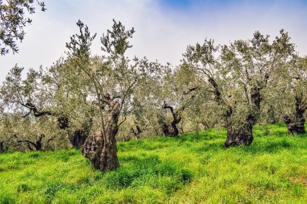 Antike Olivenbäume Mallorca - von Olivenplantage-Mallorca.com