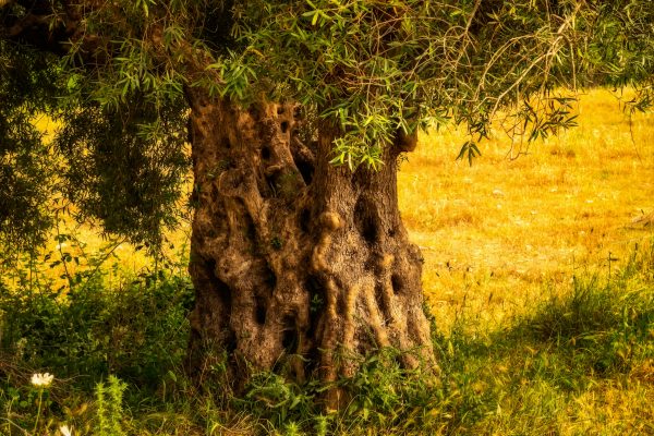 Antike Olivenbäume Mallorca - von Olivenplantage-Mallorca.com