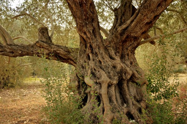 Antike Olivenbäume Mallorca - von Olivenplantage-Mallorca.com