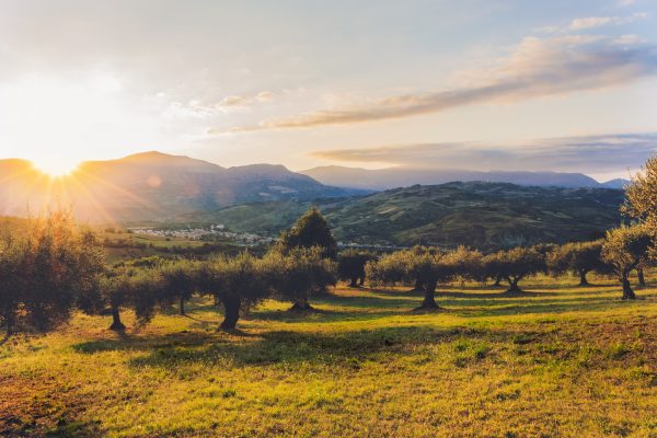 Antike Olivenbäume Mallorca - von Olivenplantage-Mallorca.com